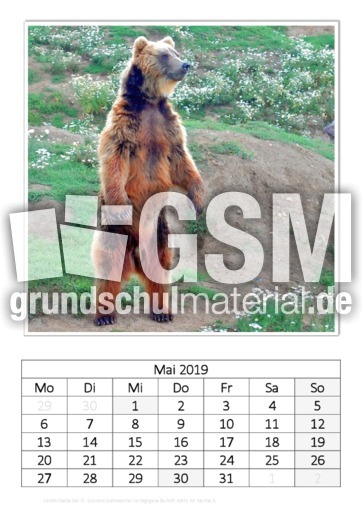 Mai_Kamtschatkabär.pdf